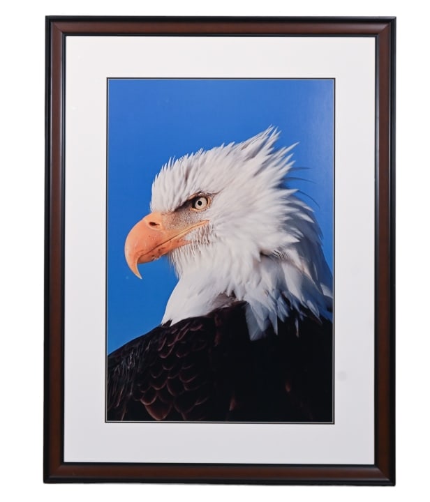 Thomas Mangelsen Large Framed Photograph Eagle (1 of 9)