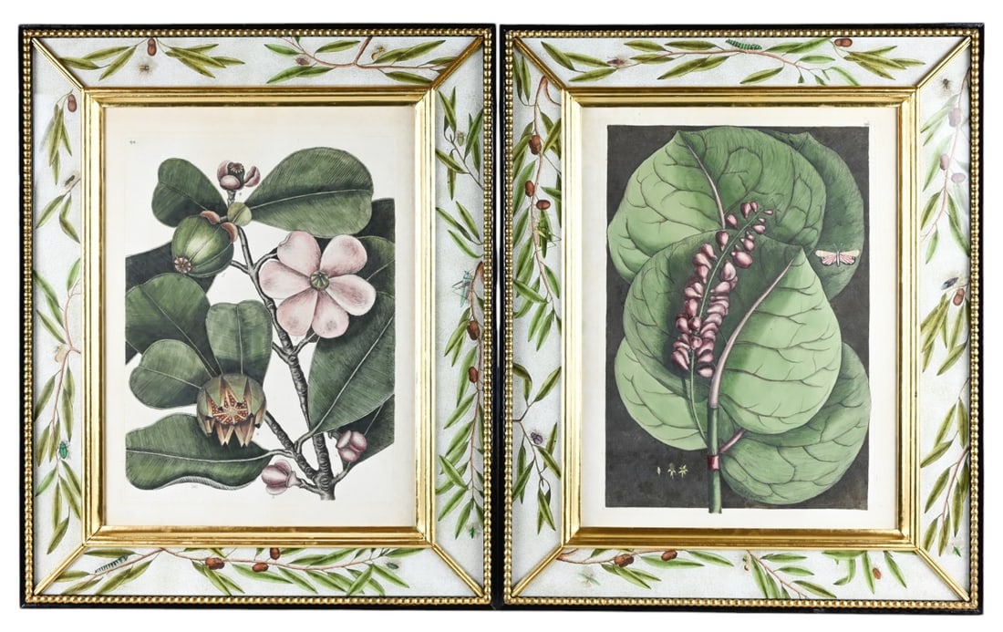 Mark Catesby Hand Colored Engravings Framed: Antique Mark Catesby, England 1683 - 1749, Hand Colored Engravings Professionally Framed in Decoupage Glass Paneled Gilt and Black Lacquer Frames. Framed measures 22 inches x 18 inches, art measures 1