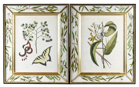 Mark Catesby Hand Colored Engravings Framed