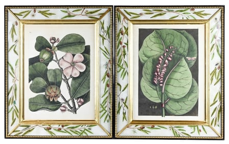 Mark Catesby Hand Colored Engravings Framed