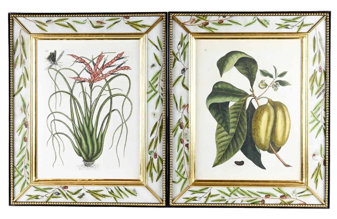Mark Catesby Hand Colored Engravings Framed: Antique Mark Catesby, England 1683 - 1749, Hand Colored Engravings Professionally Framed in Decoupage Glass Paneled Gilt and Black Lacquer Frames. Framed measures 22 inches x 18 inches, art measures 1