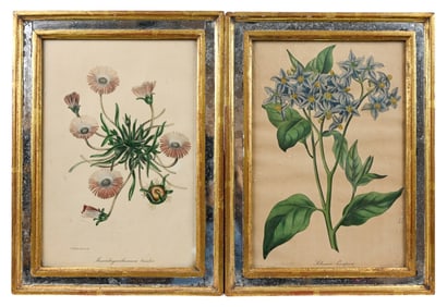 Pair Antique Botanicals in Antique Mirrored Frames