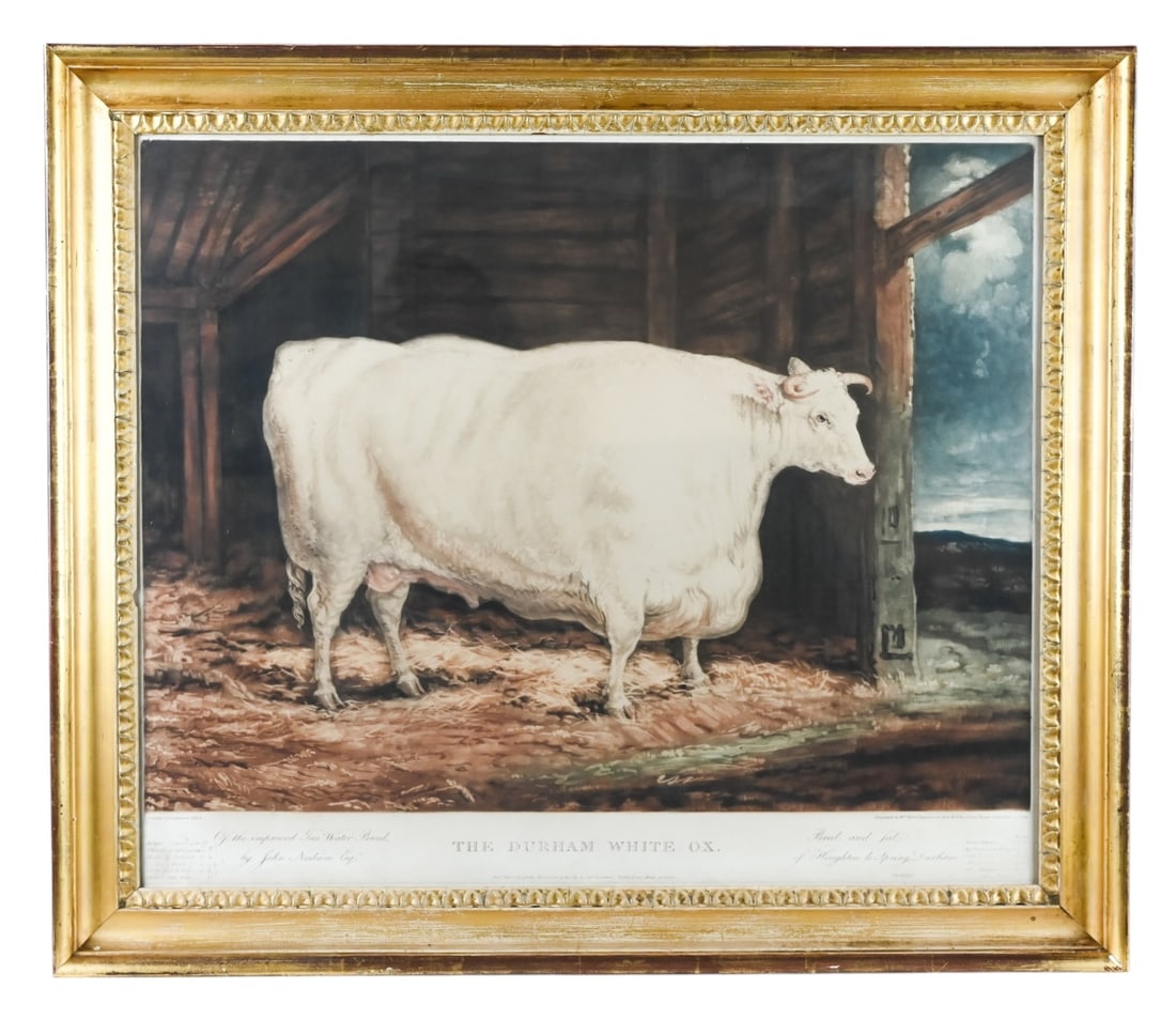 18th C Garrard & Ward Engraving Durham White Ox: 18th Century Garrard & Ward Engraving The Durham White Ox in Period Frame. Measures 25 inches x 28 inches.