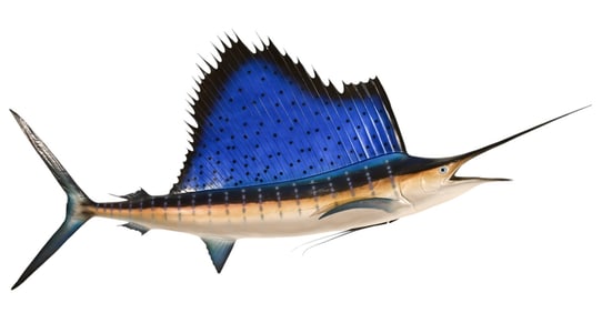 Life Size Atlantic Sail Fish Wall Sculpture