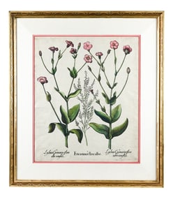 17th C Basilius Besler Botanical Engraving Framed