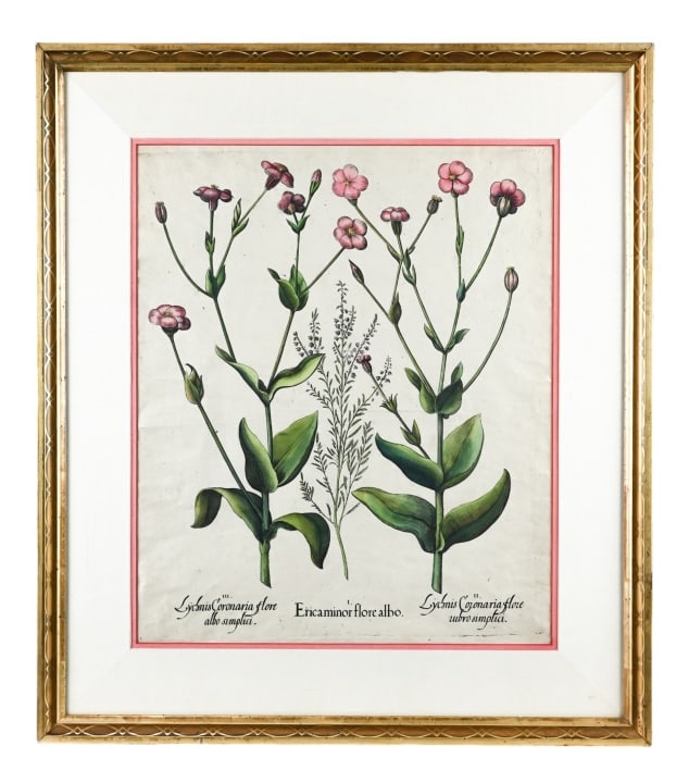 17th C Basilius Besler Botanical Engraving Framed (1 of 7)