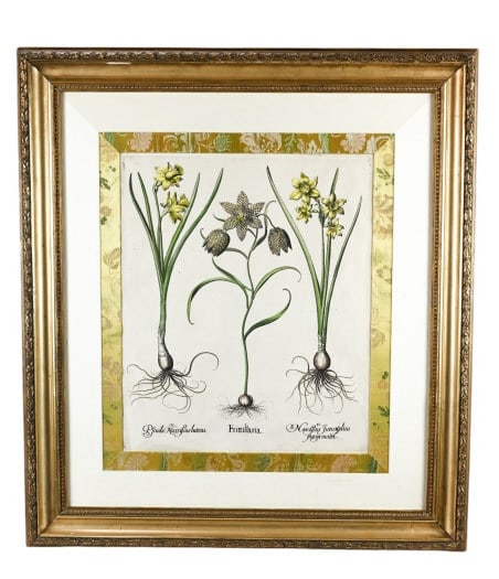 17th C Basilius Besler Botanical Engraving Framed (1 of 7)