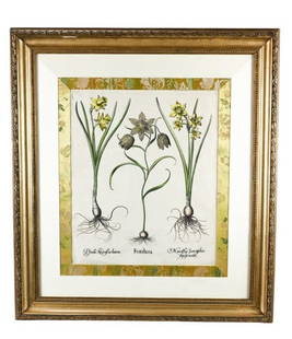 17th C Basilius Besler Botanical Engraving Framed: Antique 17th Century Basilius Besler Botanical Engraving Framed. Measures 32 inches x 29 inches.