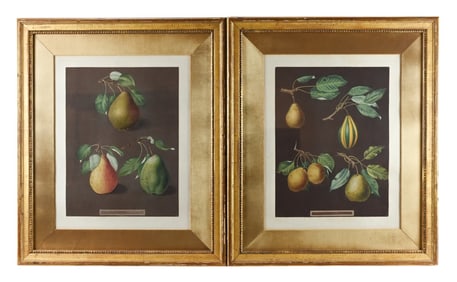 19th C George Brookshaw Pomona Brittanica Plates