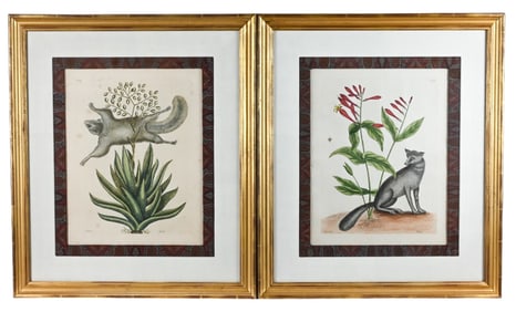 2 18th C Mark Catesby Engravings Fox & Squirrel