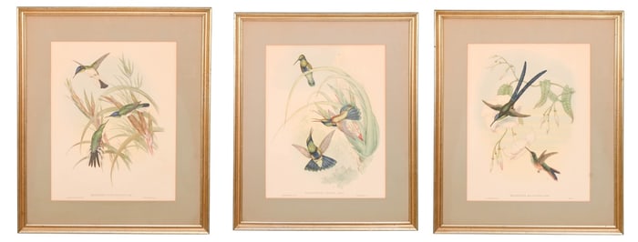 3 Hullmandel & Walton Bird Color Engravings