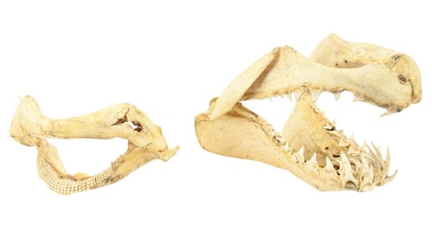 2 Natural Shark Jaws
