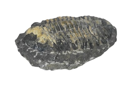Natural Trilobite 7 Inch Fossil
