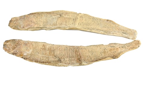 Pair Ntural Green River Fossil Fish in Stone