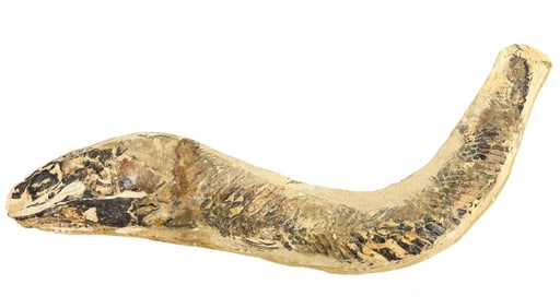 Natural Green River Fish Fossil in Stone Matrix
