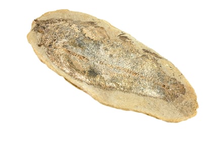 Natural Tharrias Araripis Fossil in Stone