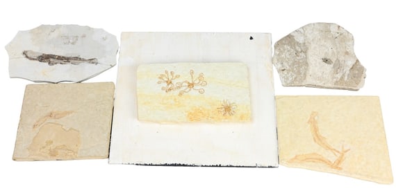Fossils Crinoid, Knightia, River Fish, Beetle.