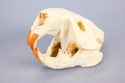 Natural Beaver Skull