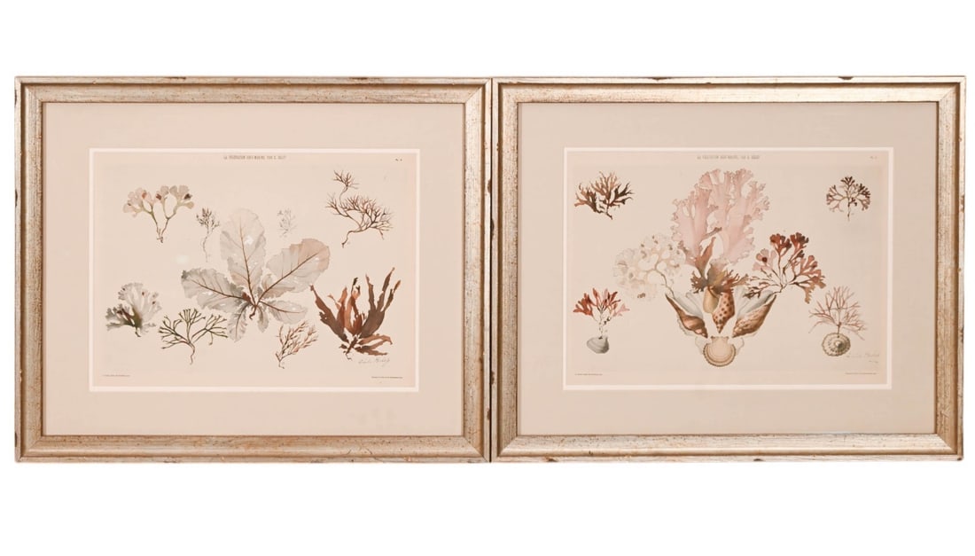 Pair Emile Belet Colored Engravings of Nature: Pair Emile Belet Colored Engravings of Nature, Framed. Each measures 18 inches x 22 inches. There are nicks to the frame.