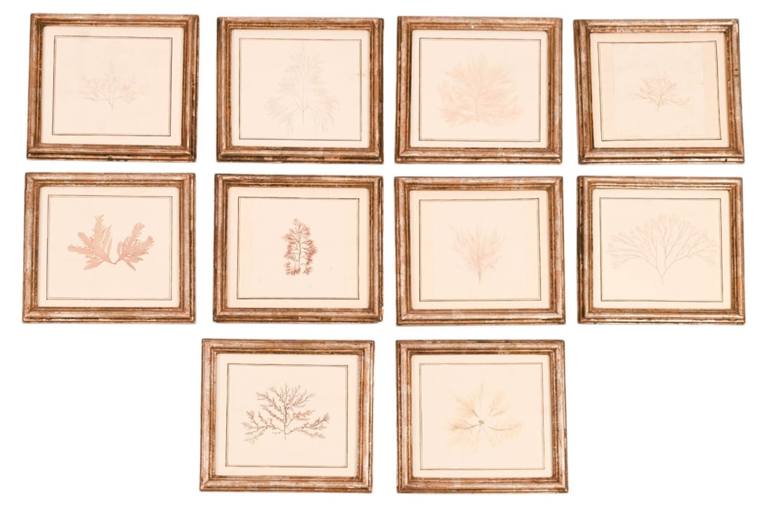 10 Antique Dried & Framed Marine Algae Specimens (1 of 12)