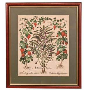 Basilius Besler Antique Color Engraving Balfamina: Basilius Besler Antique Color Engraving Balfamina Foemina from Hortus Eystettensis (Garden of Eichstatt), Framed. Measures 27 inches x 24 inches.
