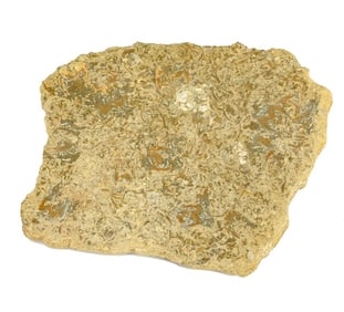 Natural Ordovician Fossils in Stone