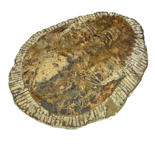 Natural Large Trilobite Fossil in Stone