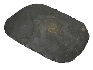Natural Ammonite Fossil in Slate