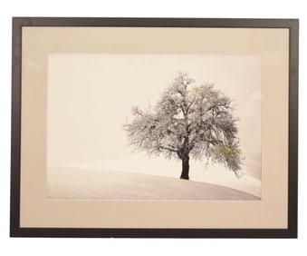 Colin Harrison Framed Photo Lone Tree w Hoar Frost