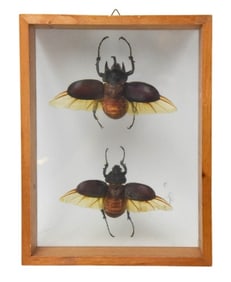 Pair Natural Horned Rhino Beetles in Shadow Box