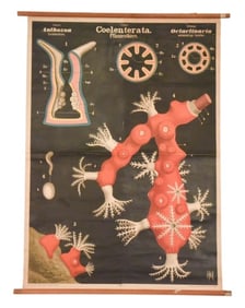 Antique Rudold Leuckart Zoological Chart Coral