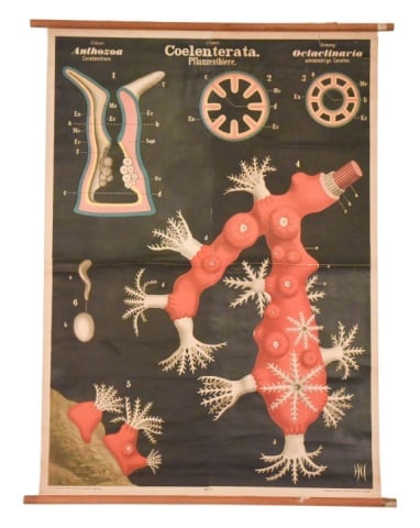 Antique Rudold Leuckart Zoological Chart Coral