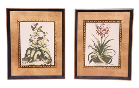 Pair Abraham Munting Botanicals in Eglomise Frames