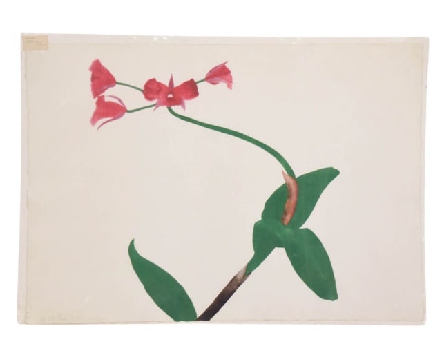 Ed Baynard Orchid Aquatint in Colors on Wove Paper: Ed Baynard Orchid Aquatint in Colors on Japanese Wove Paper Signed and Numbered 11/60 1980.Measures 31 inches x 43 inches.