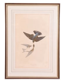 Antique J.J. Audubon Engraving Swallow Framed