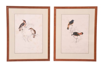 Pair Antique 19C Elizabeth Gould Bird Engravings
