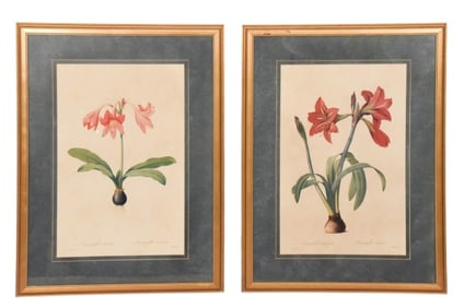 Pair Redoute Amaryllis Prints Professional Framing