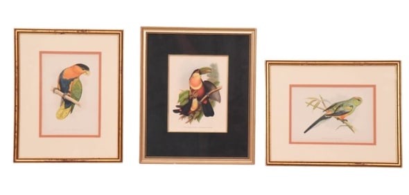 3 Antique Engravings of Parrots Framed