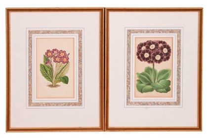 2 Antique Jas. Andrews Framed Botanicals Primose