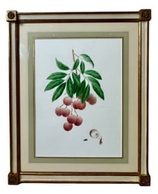 Mang Hang Ho Watercolor Painting Litchi Chinensis