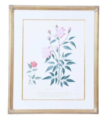 Pierre Francois LeDouix Signed Watercolor Roses: Pierre Francois LeDouix, Flemish 1730-1807, Signed Watercolor of Botanical Roses Des Indes. Measures 28 inches x 23 inches, art measures 20 inches x 15 inches.