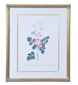 Pierre Francois LeDouix Signed Watercolor Rose
