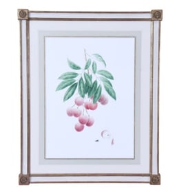 Mang Hang Ho Watercolor Painting Litchi Chinensis