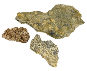 Natural Fossils in Matrix