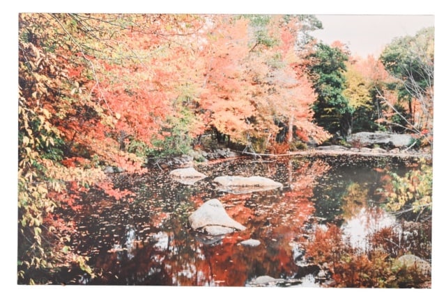 Robin Constable Hanson Mural Size Photograph: Robin Constable Hanson, Niece of Ansel Adams, Mural Size Photograph on Board of Forest Scenery. Measures 40 inches x 60 inches.