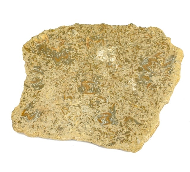 Natural Ordovician Fossils in Stone (1 of 11)