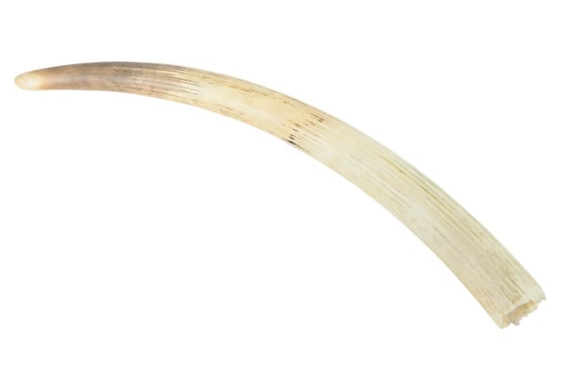 Carved Bone Tusk (1 of 8)