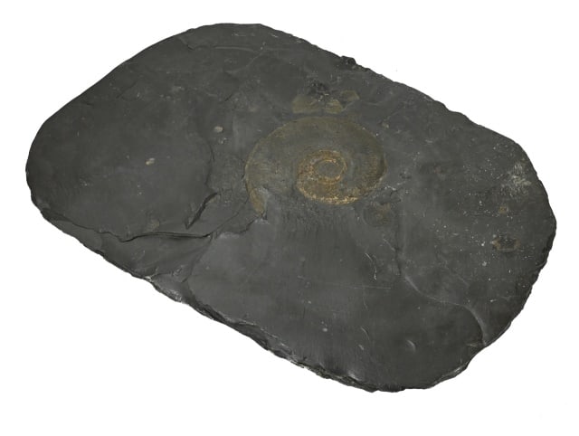 Natural Ammonite Fossil in Slate (1 of 12)