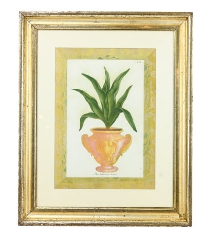 Large measures 14 inches x 12 inches.: 18th C. Johann Wilhelm Weinmann Mezzotint Aloe Tuberosa Levis in Period Frame with Fortuny Fabric Mat.Measures 23 inches x 19 inches.