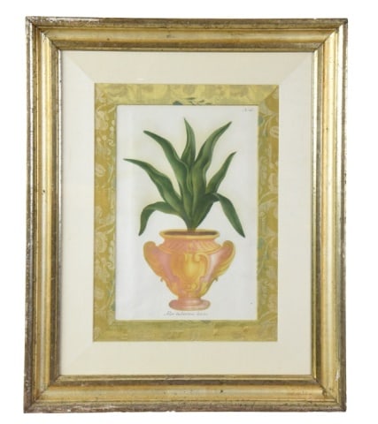 18th C. Johann Wilhelm Weinmann Mezzotint (1 of 7)